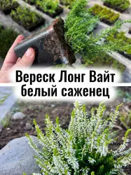 Вереск Лонг Вайт белые цветы вечнозелёный кустарник саженец