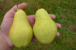 grusha-bananovaya