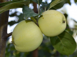 yablonya-domashnyaya-arkad-zheltyy-leto-
