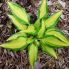 100325.jpg@webp