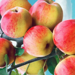Яблоня Жигулевское Malus domestica Zhigulevskoe